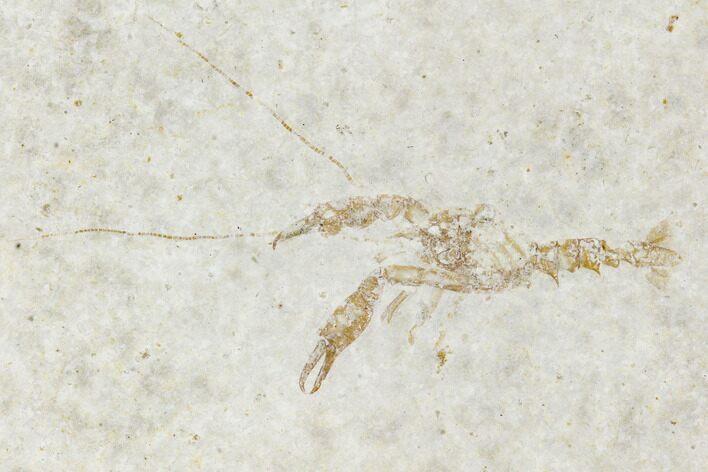 Fossil Lobster (Eryma) - Germany #108916